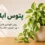 تصویر شاخص مقاله نگهداری پتوس ابلق شامل گیاه پتوس ابلق در گلدان با عنوان روش نگهداری کامل، نور، آبیاری، خاک و کود