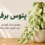 تصویر شاخص مقاله نگهداری پتوس برفی شامل گیاه پتوس برفی در گلدان با عنوان راهنمای کامل نگهداری، نور، آبیاری، خاک و کود