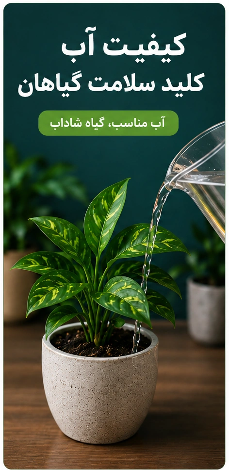 گیاه آپارتمانی سالم در حال آبیاری با آب مناسب و باکیفیت در فضای داخلی خانه