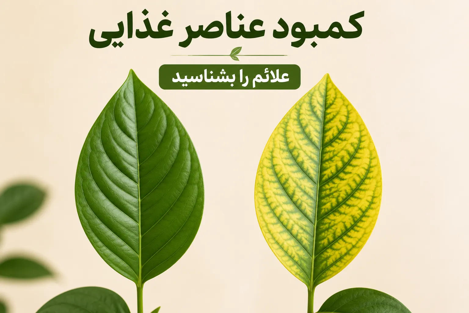 مقایسه برگ سالم سبز با برگ زرد دارای زردی بین رگبرگ‌ها برای تشخیص کمبود عناصر غذایی و ریزمغذی‌ها در گیاهان