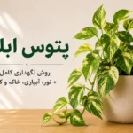 تصویر شاخص مقاله نگهداری پتوس ابلق شامل گیاه پتوس ابلق در گلدان با عنوان روش نگهداری کامل، نور، آبیاری، خاک و کود