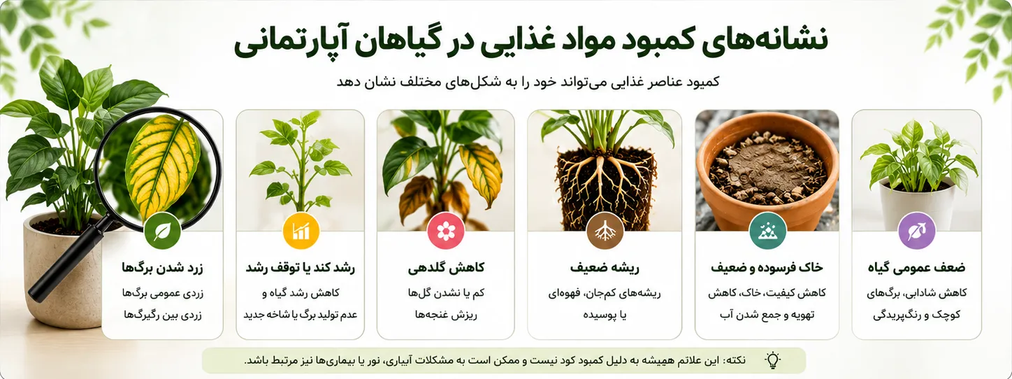 نشانه‌های کمبود مواد غذایی در گیاهان آپارتمانی شامل زرد شدن برگ‌ها، توقف رشد و ضعف عمومی گیاه