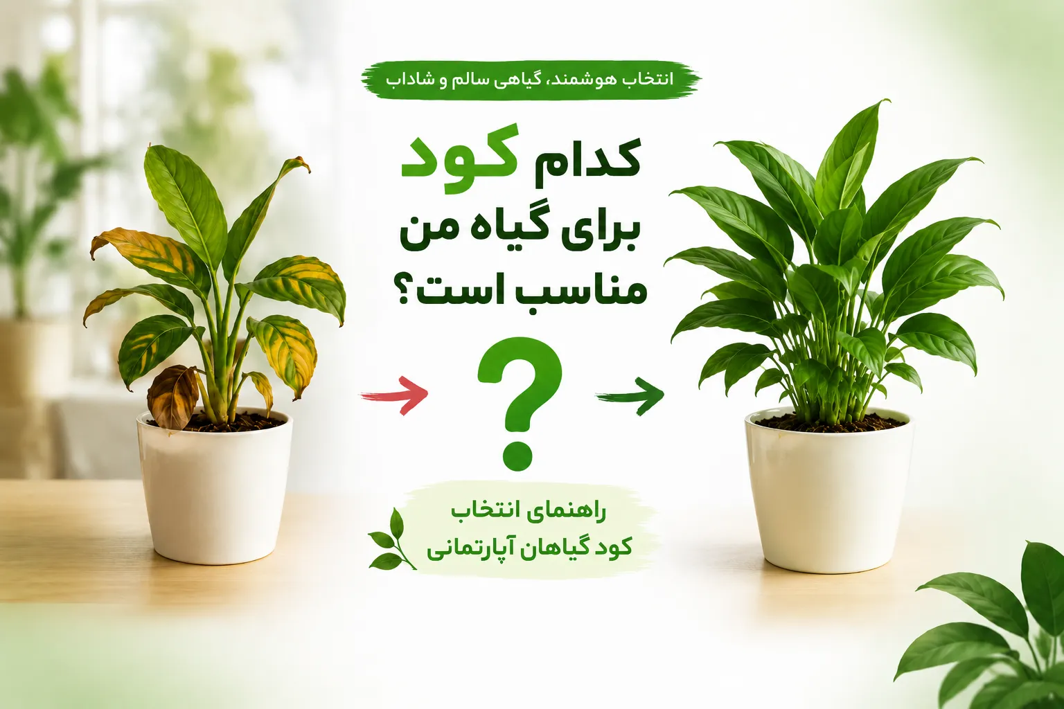 تاثیر انتخاب کود مناسب با شرایط گیاه گیاه آپارتمانی بر روی شادابی گیاه