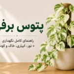 تصویر شاخص مقاله نگهداری پتوس برفی شامل گیاه پتوس برفی در گلدان با عنوان راهنمای کامل نگهداری، نور، آبیاری، خاک و کود