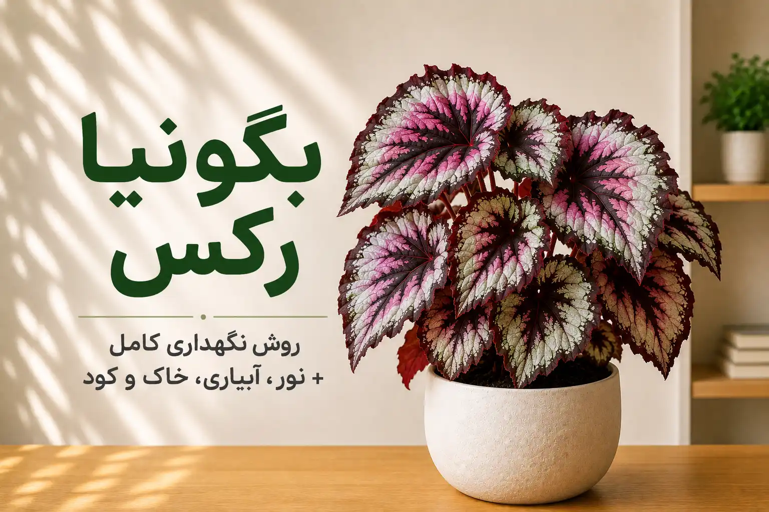 تصویر گیاه بگونیا رکس (Begonia Rex) با برگ‌های رنگارنگ و طرح‌های خاص؛ راهنمای کامل نگهداری، نور، آبیاری، خاک و کود