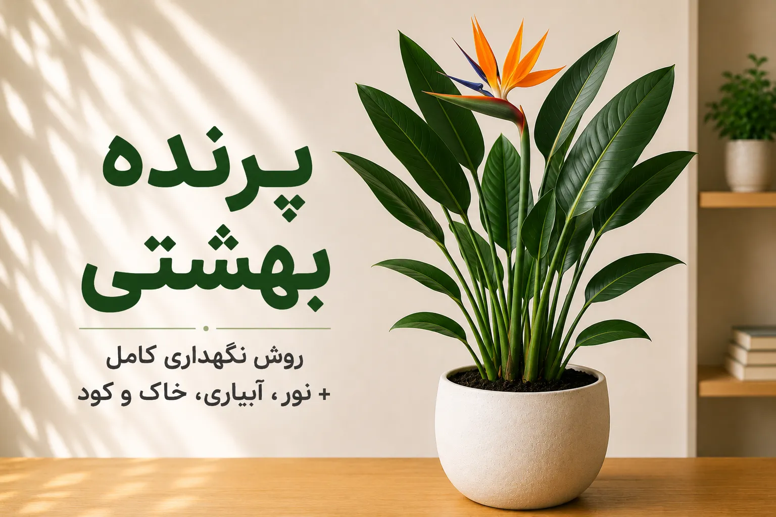 گیاه پرنده بهشتی (استرلیتزیا) در گلدان سفید؛ راهنمای کامل نگهداری شامل نور، آبیاری، خاک، کوددهی، رطوبت و شرایط گلدهی