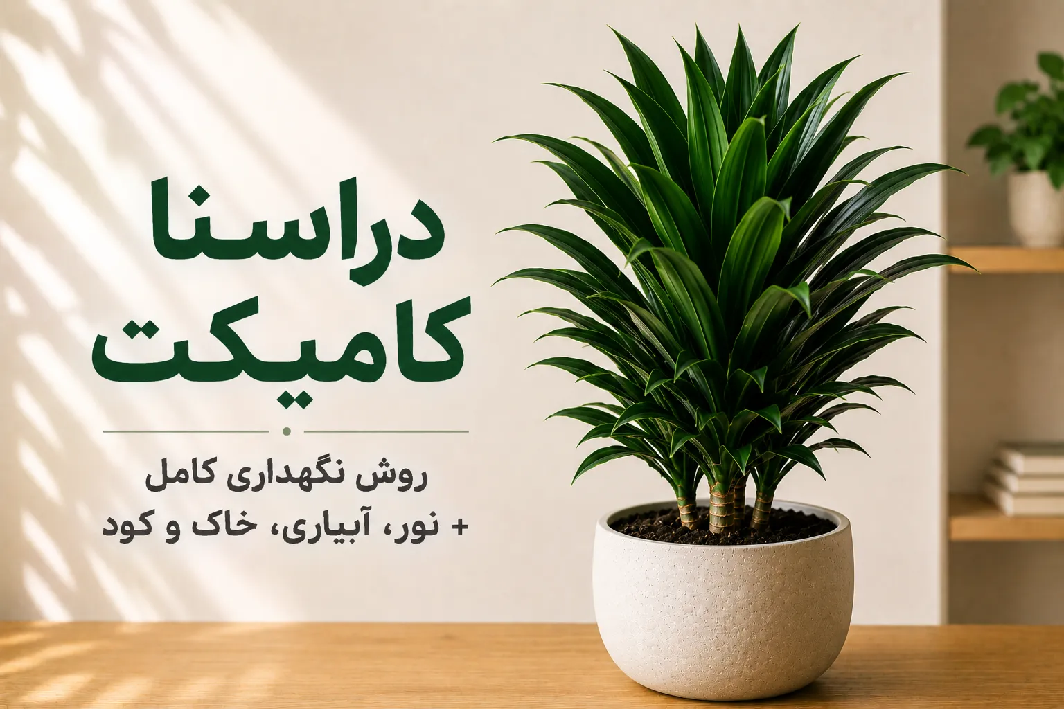 گیاه دراسنا کامپکت (Dracaena Compacta) با برگ‌های متراکم سبز تیره؛ راهنمای نگهداری شامل نور، آبیاری، خاک، رطوبت و کوددهی