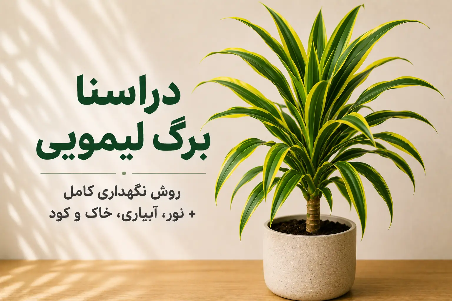 گیاه دراسنا برگ لیمویی با برگ‌های سبز و حاشیه زرد لیمویی در گلدان سفید؛ تصویر شاخص راهنمای کامل نگهداری، نور، آبیاری، خاک و کوددهی