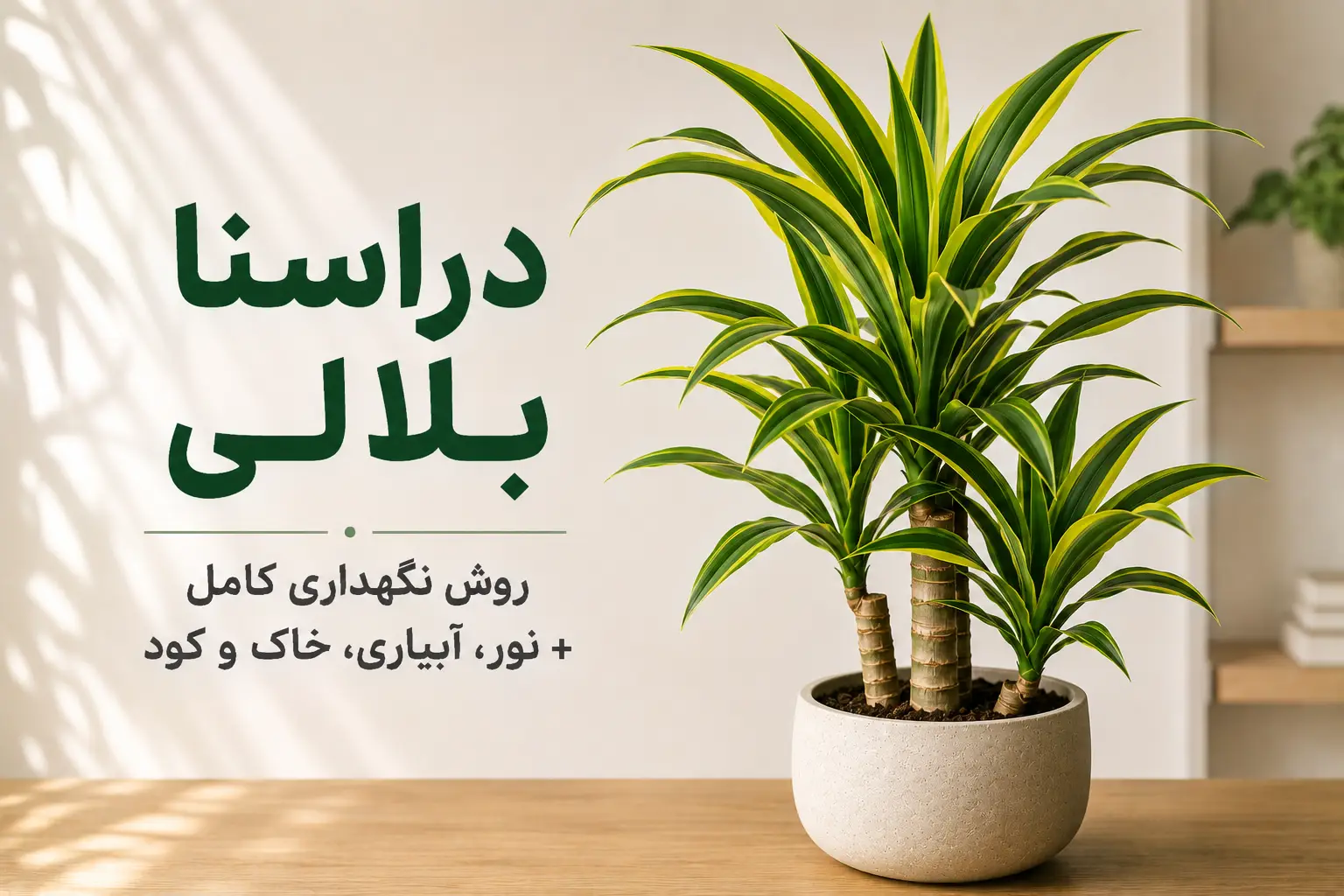 گیاه دراسنا بلالی با تنه‌های ضخیم و برگ‌های سبز کشیده در گلدان سفید؛ تصویر شاخص راهنمای نگهداری، نور، آبیاری، خاک و کوددهی