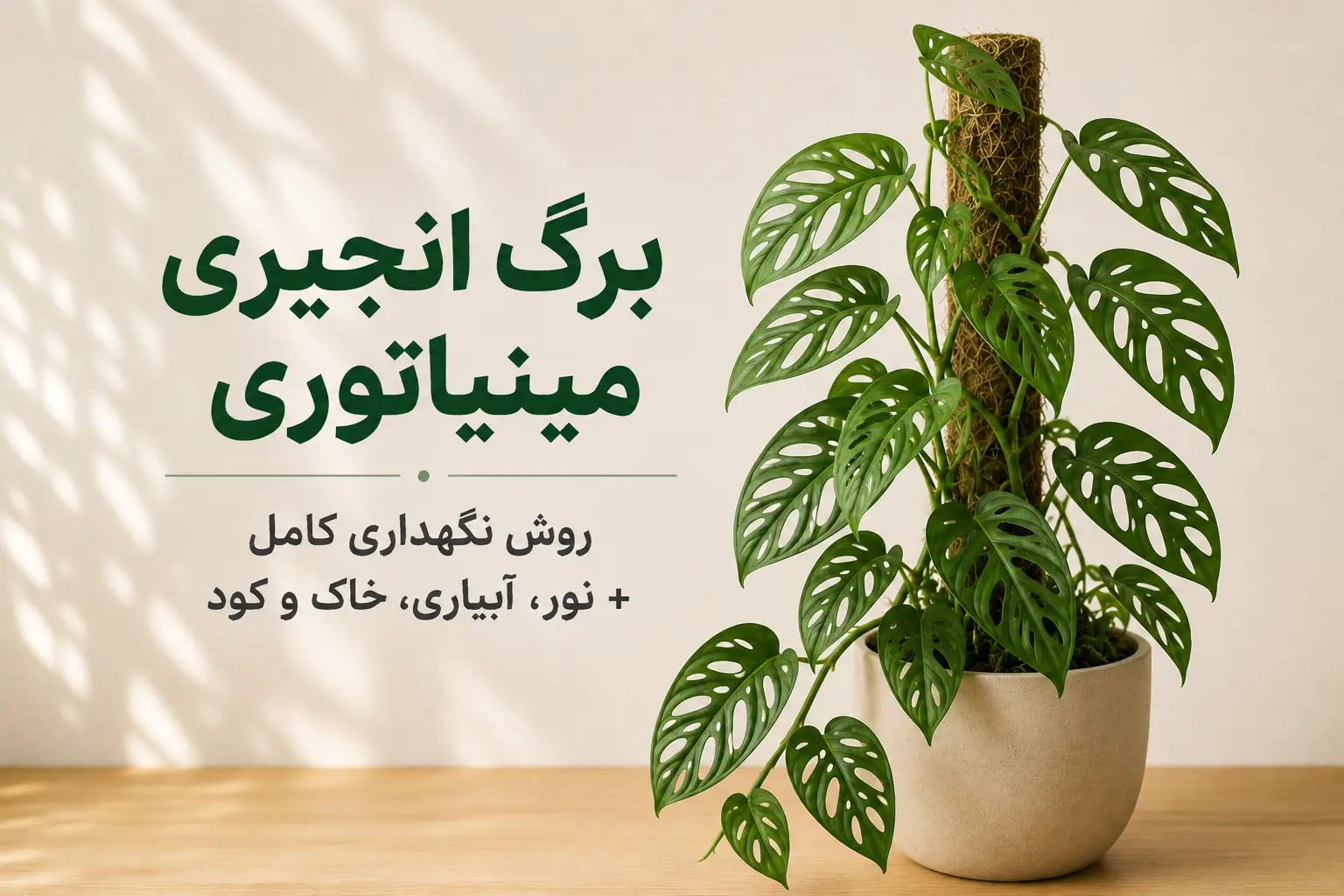 تصویر شاخص مقاله نگهداری برگ انجیری مینیاتوری شامل گیاه برگ انجیری مینیاتوری در گلدان با عنوان روش نگهداری کامل، نور، آبیاری، خاک و کود