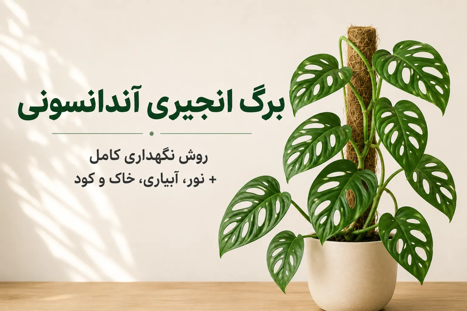 تصویر شاخص مقاله نگهداری برگ انجیری آندانسونی شامل گیاه مونسترا آندانسونی در گلدان با عنوان روش نگهداری کامل، نور، آبیاری، خاک و کود