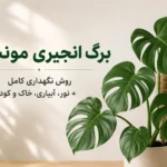 تصویر کاور مقاله نگهداری برگ انجیری مونسترا شامل گیاه مونسترا در گلدان با عنوان روش نگهداری کامل، نور، آبیاری، خاک و کود
