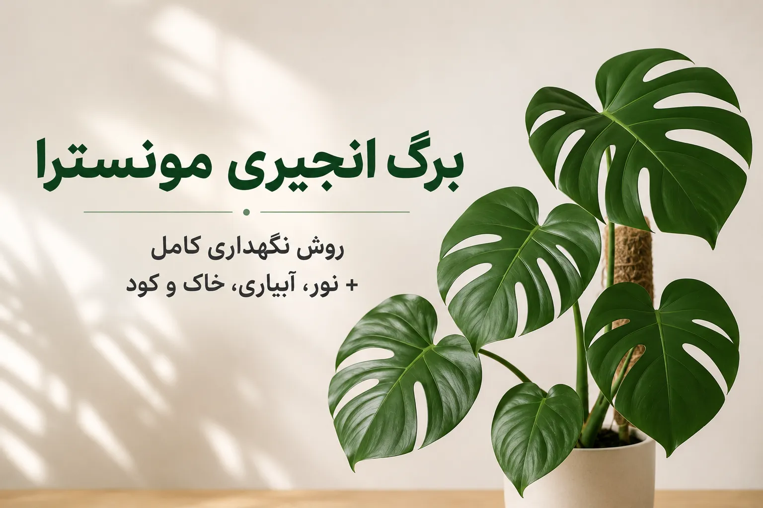 تصویر کاور مقاله نگهداری برگ انجیری مونسترا شامل گیاه مونسترا در گلدان با عنوان روش نگهداری کامل، نور، آبیاری، خاک و کود
