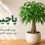 گیاه پاچیرا (Money Tree) در گلدان سفید؛ راهنمای کامل نگهداری شامل نور مناسب، آبیاری، خاک، کوددهی و شرایط رشد