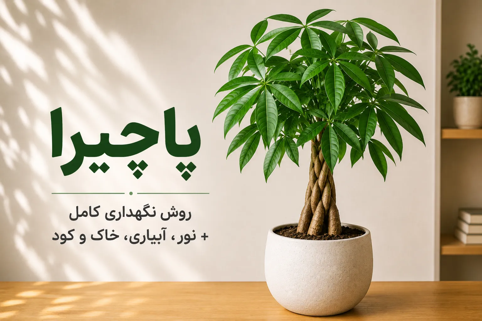 گیاه پاچیرا (Money Tree) در گلدان سفید؛ راهنمای کامل نگهداری شامل نور مناسب، آبیاری، خاک، کوددهی و شرایط رشد