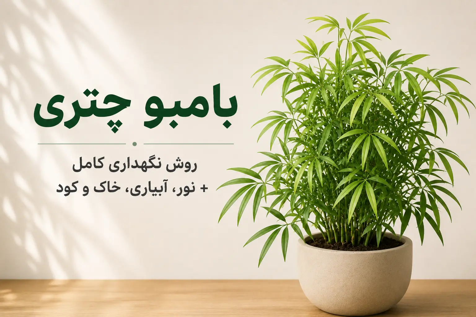 تصویر شاخص مقاله نگهداری بامبو چتری شامل گیاه بامبو چتری در گلدان با عنوان روش نگهداری کامل، نور، آبیاری، خاک و کود