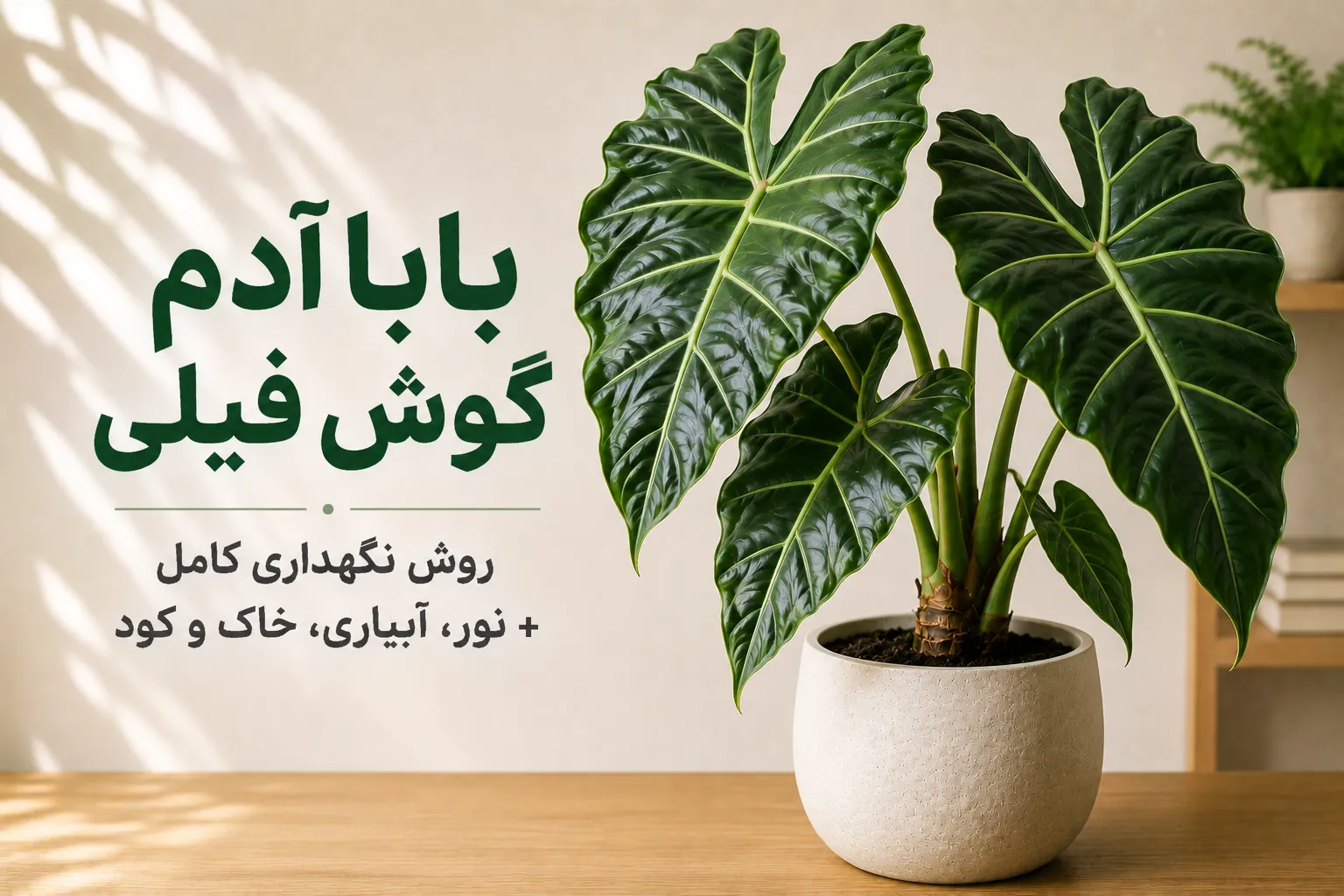 گیاه بابا آدم گوش فیلی (Alocasia) با برگ‌های بزرگ سبز تیره؛ راهنمای نگهداری شامل نور، آبیاری، خاک، رطوبت و کوددهی