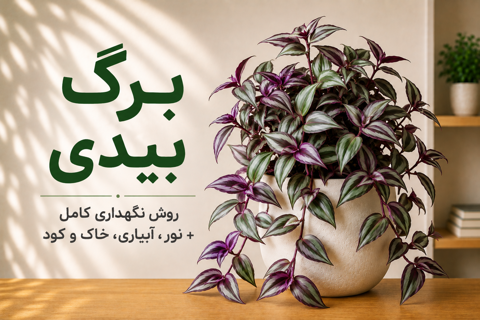 برگ بیدی و روش نگهداری آن؛ نور، آبیاری، خاک و کود