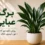 برگ عبایی و روش نگهداری آن؛ نور، آبیاری، خاک و کود