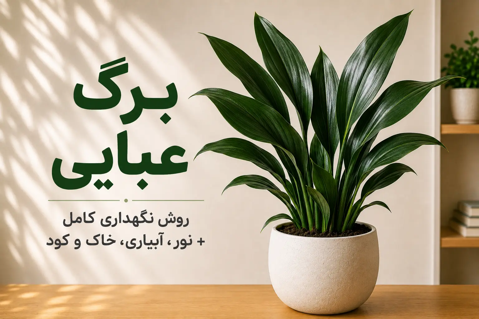 برگ عبایی و روش نگهداری آن؛ نور، آبیاری، خاک و کود