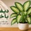 تصویر دیفن باخیا؛ گیاه آپارتمانی با برگ‌های سبز و کرم و روش نگهداری آن