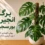 برگ انجیری بورسجیانا و روش نگهداری آن در خانه