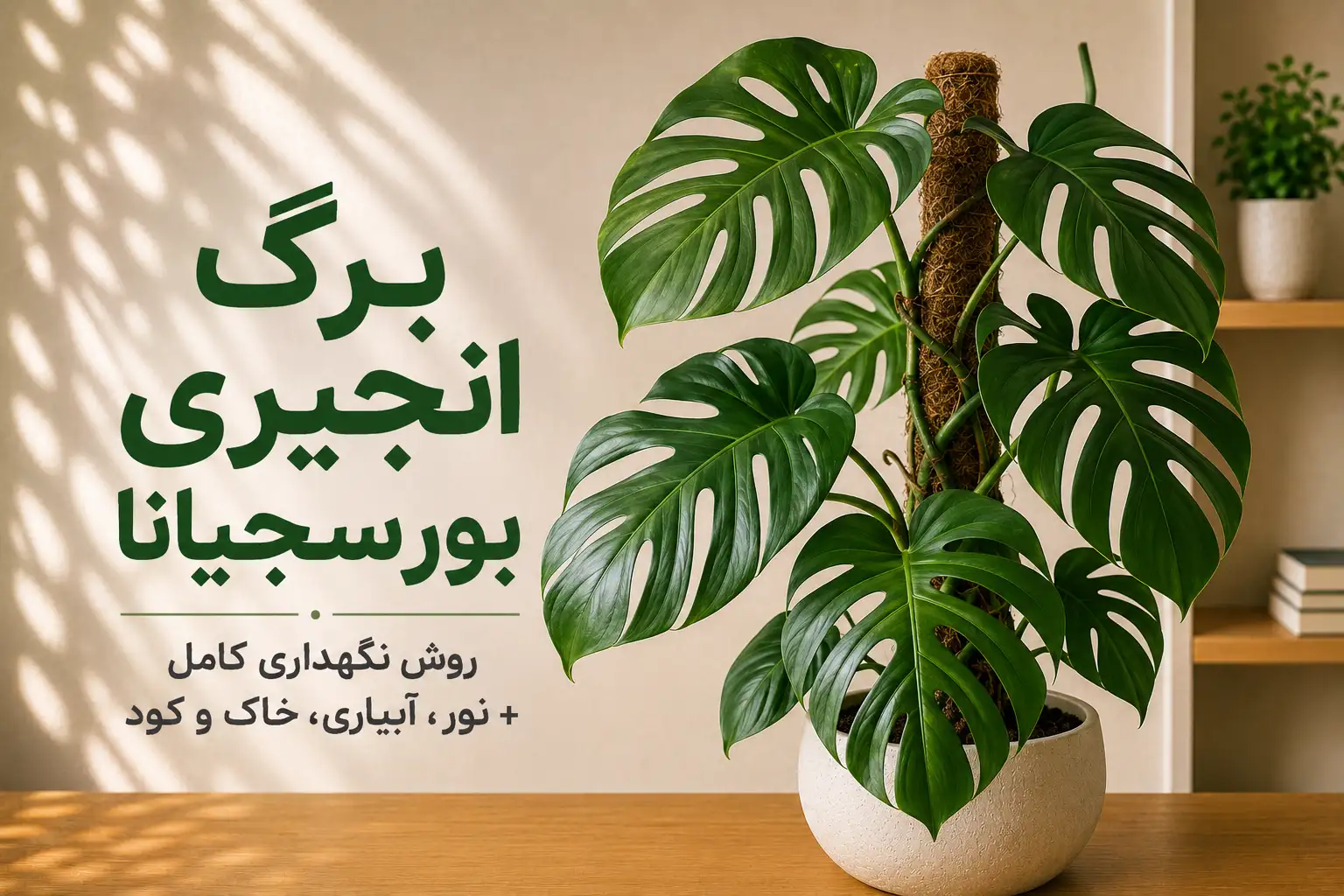 برگ انجیری بورسجیانا و روش نگهداری آن در خانه