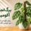 برگ انجیری آکومیناتا در شرایط مناسب نگهداری