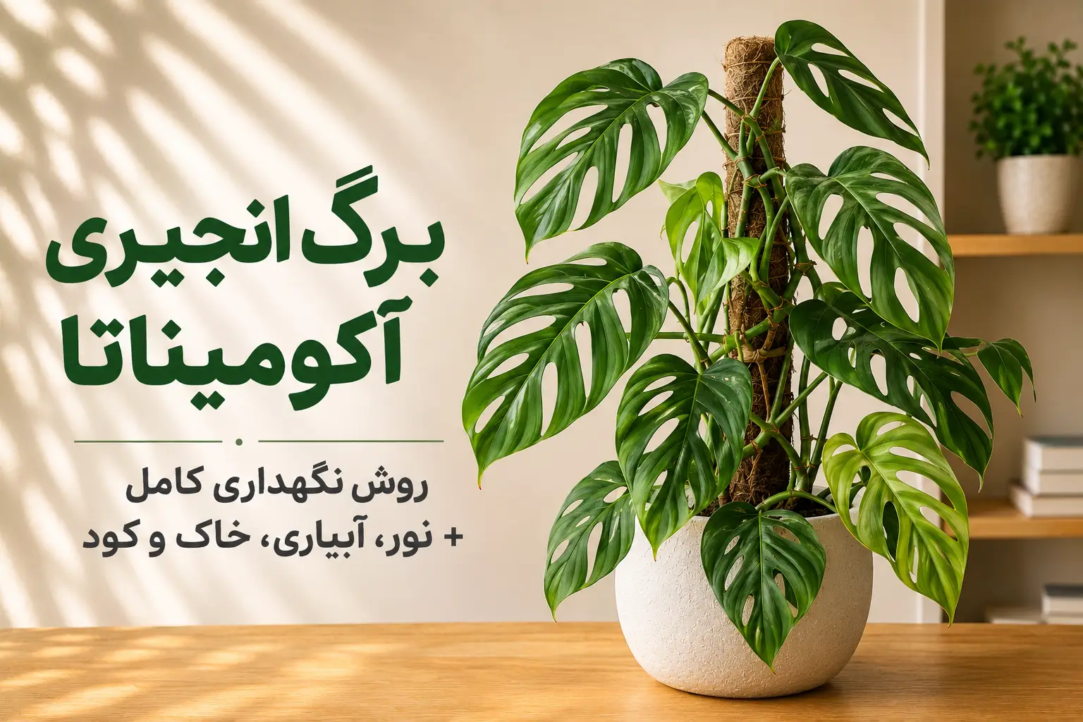 برگ انجیری آکومیناتا در شرایط مناسب نگهداری