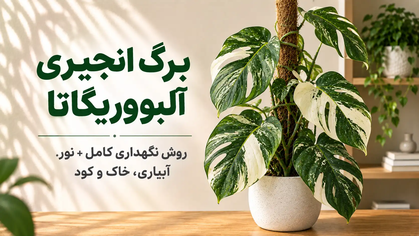 نگهداری برگ انجیری آلبووریگاتا با برگ‌های سبز و سفید ابلق