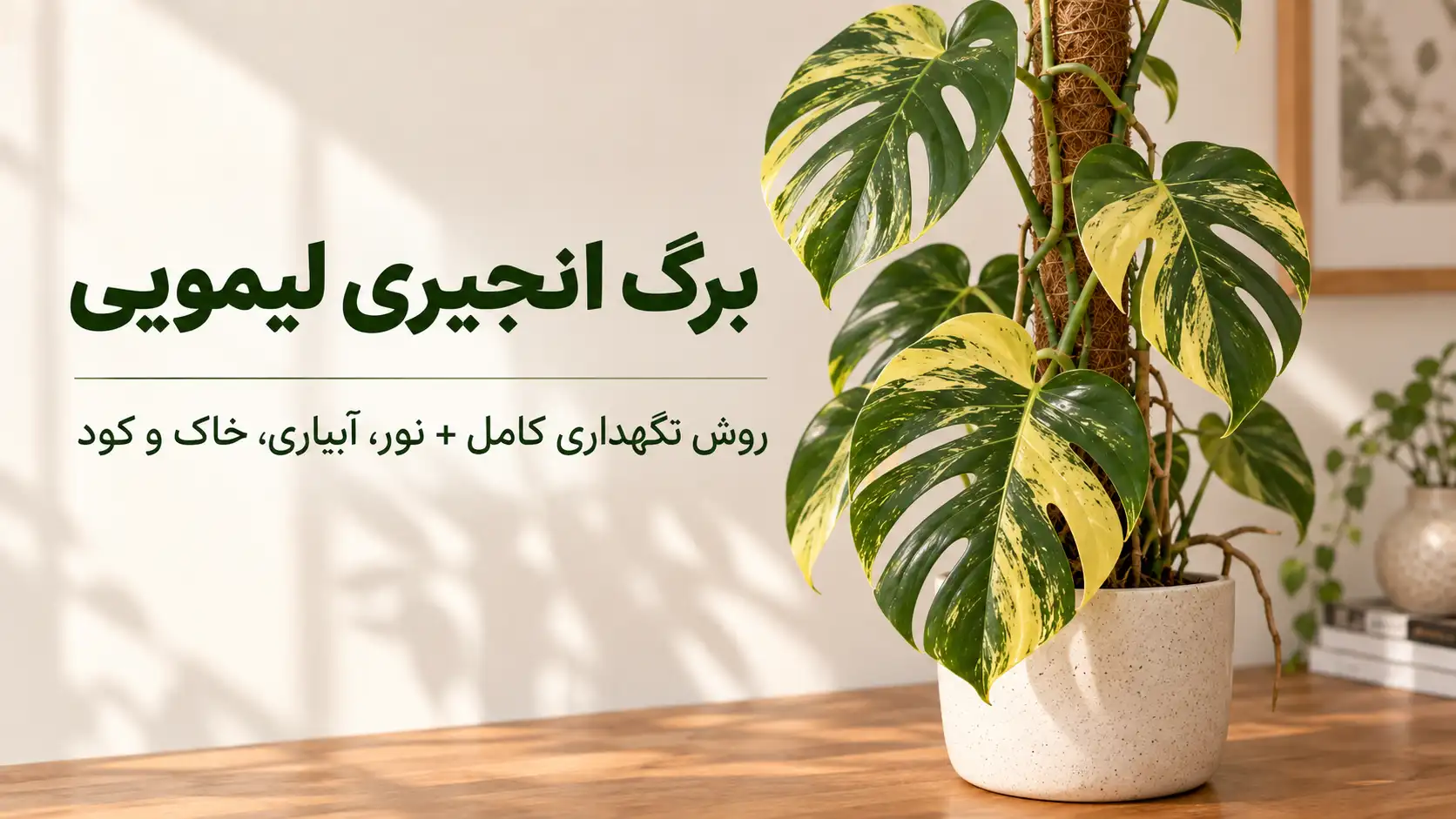 برگ انجیری لیمویی با برگ‌های ابلق زرد و سبز در گلدان، تصویر شاخص راهنمای نگهداری گیاه