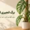برگ انجیری اسکلتو Monstera Esqueleto در گلدان با برگ‌های بزرگ سوراخ‌دار و روش نگهداری