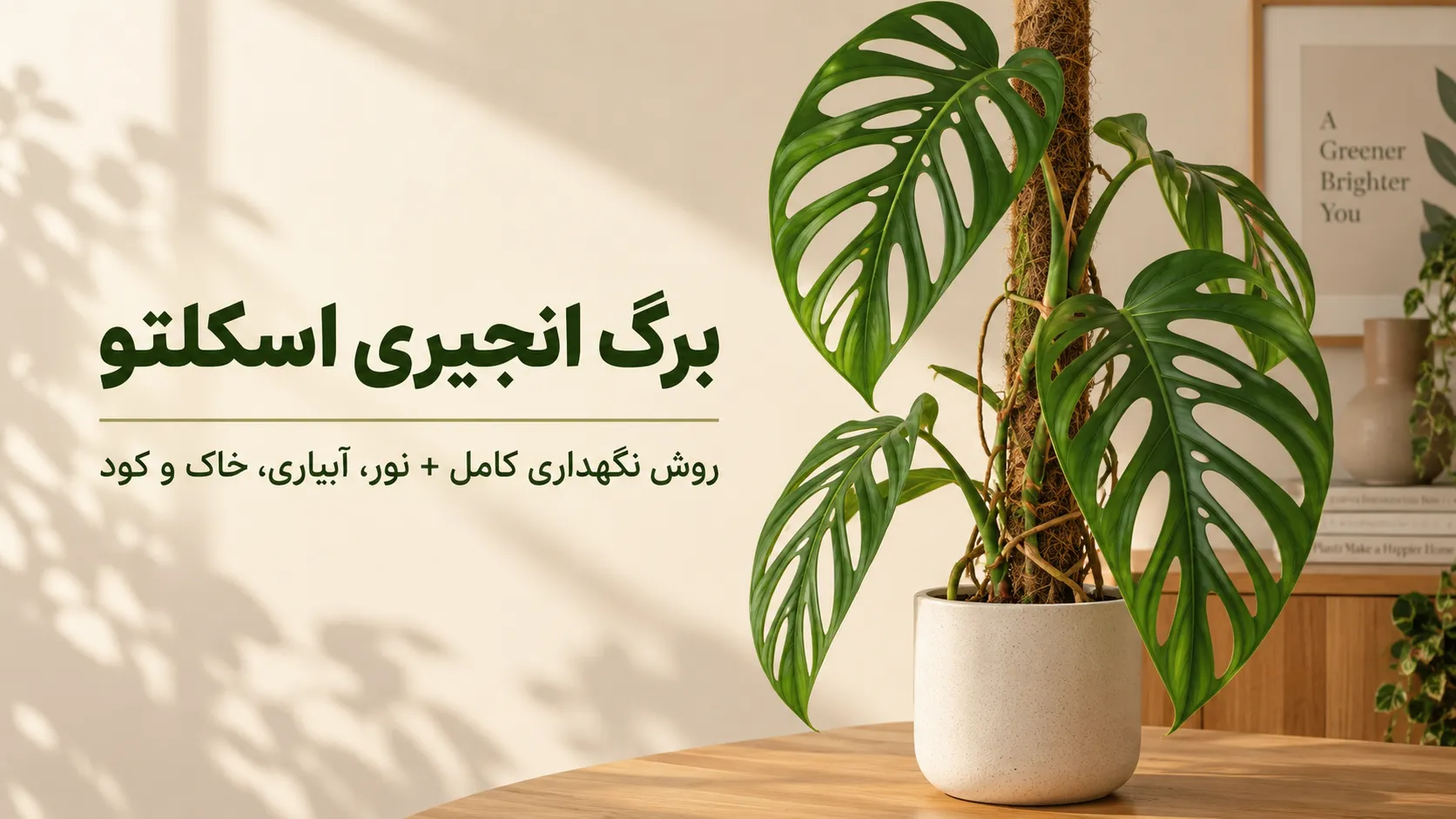 برگ انجیری اسکلتو Monstera Esqueleto در گلدان با برگ‌های بزرگ سوراخ‌دار و روش نگهداری