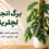 برگ انجیری لچلریانا روی قیم خزه‌ای در فضای داخلی