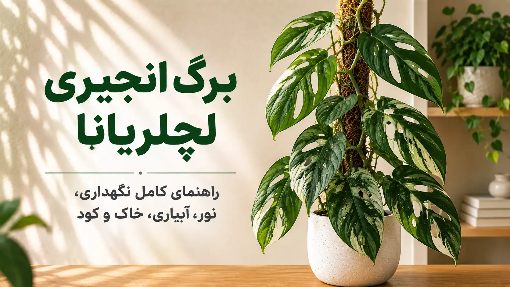 برگ انجیری لچلریانا روی قیم خزه‌ای در فضای داخلی