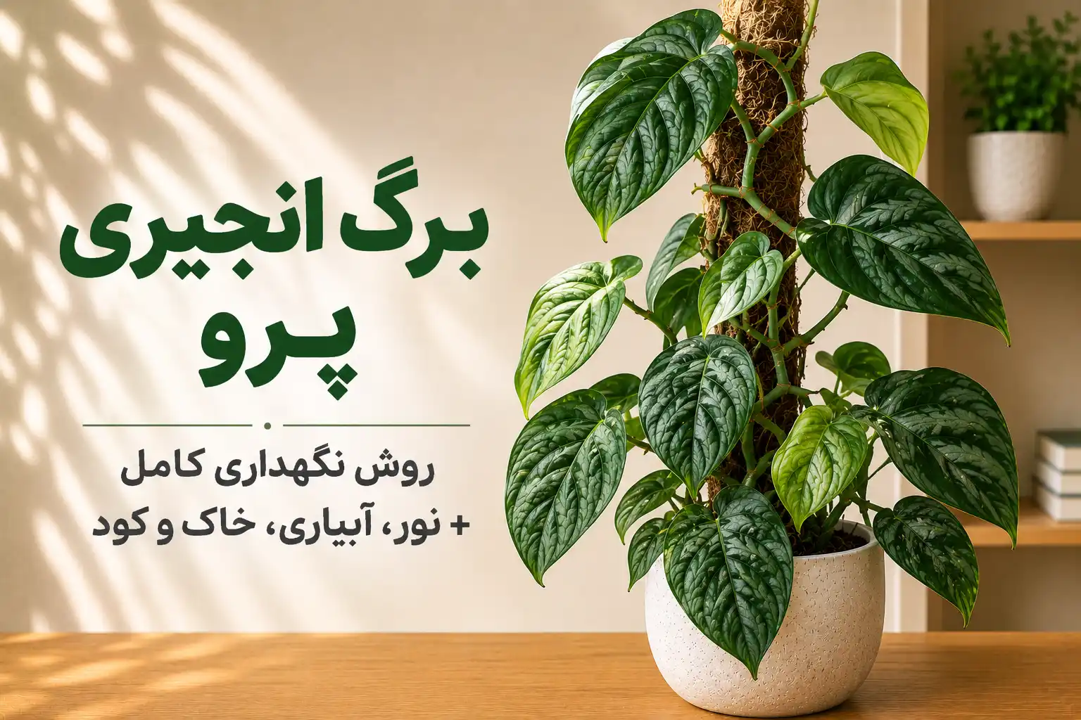برگ انجیری پرو | روش نگهداری کامل