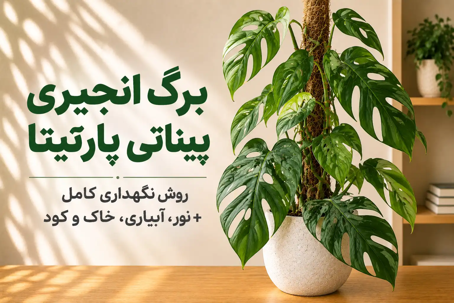 برگ انجیری پیناتی پارتیتا روی قیم در فضای داخلی