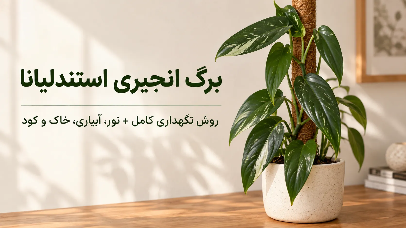 برگ انجیری استندلیانا در گلدان کنار قیم، تصویر شاخص راهنمای نگهداری گیاه