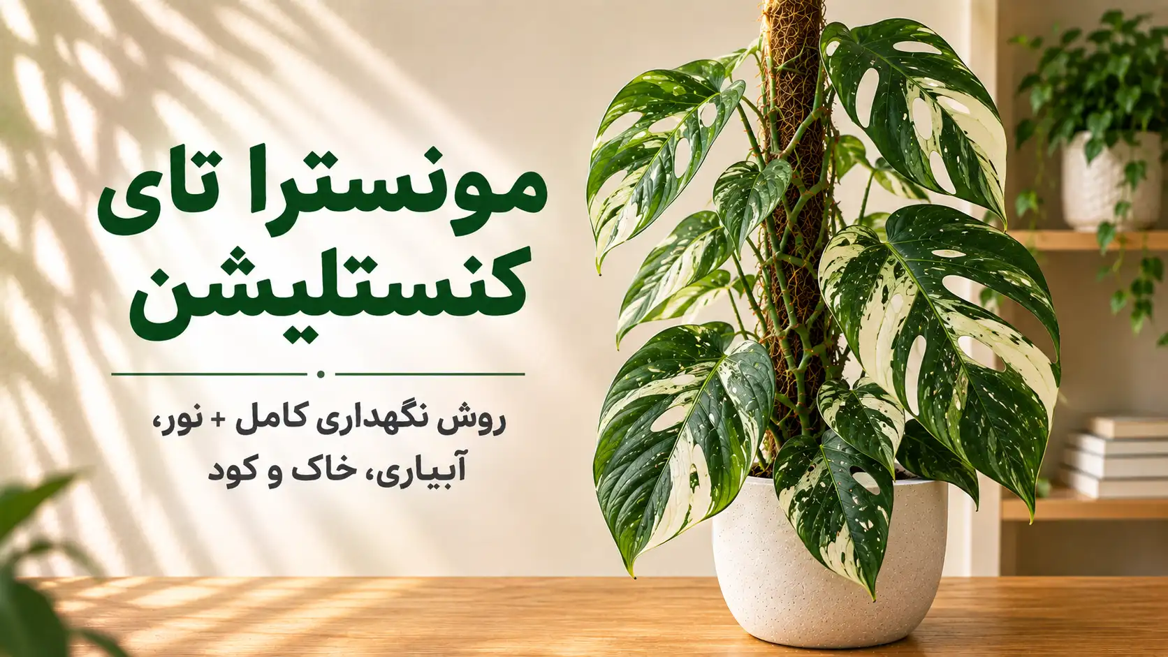 مونسترا تای کنستلیشن ابلق روی قیم خزه‌ای در فضای داخلی