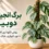 برگ انجیری دوبیا روی قیم؛ روش نگهداری، نور، آبیاری، خاک و کود