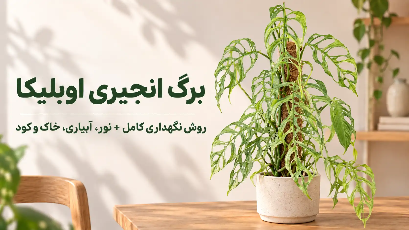 برگ انجیری اوبلیکا با برگ‌های ظریف و سوراخ‌دار در گلدان، تصویر شاخص راهنمای نگهداری گیاه