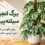 گیاه برگ انجیری سیلته‌پیکانا با برگ‌های نقره‌ای و قیم در گلدان