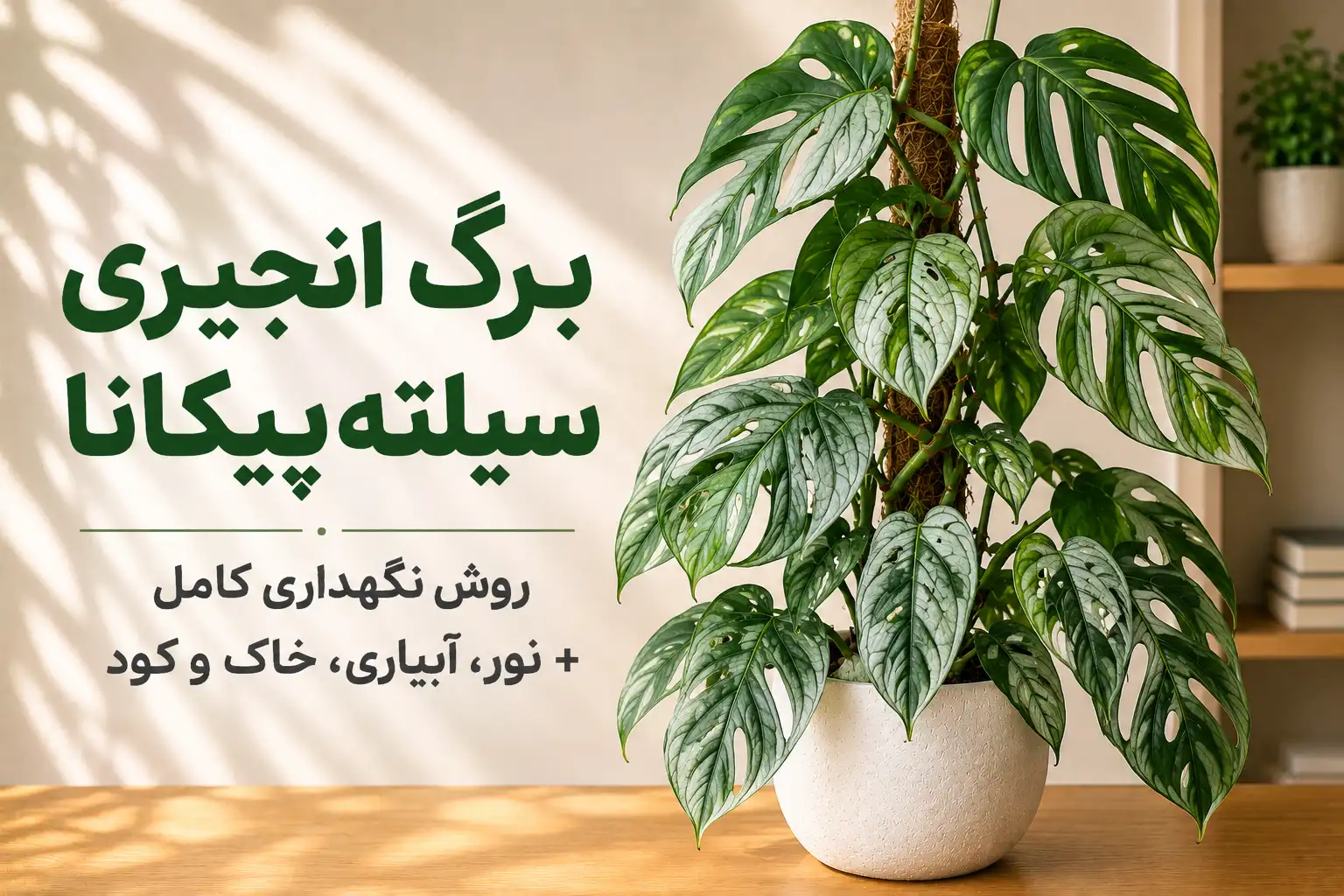 گیاه برگ انجیری سیلته‌پیکانا با برگ‌های نقره‌ای و قیم در گلدان
